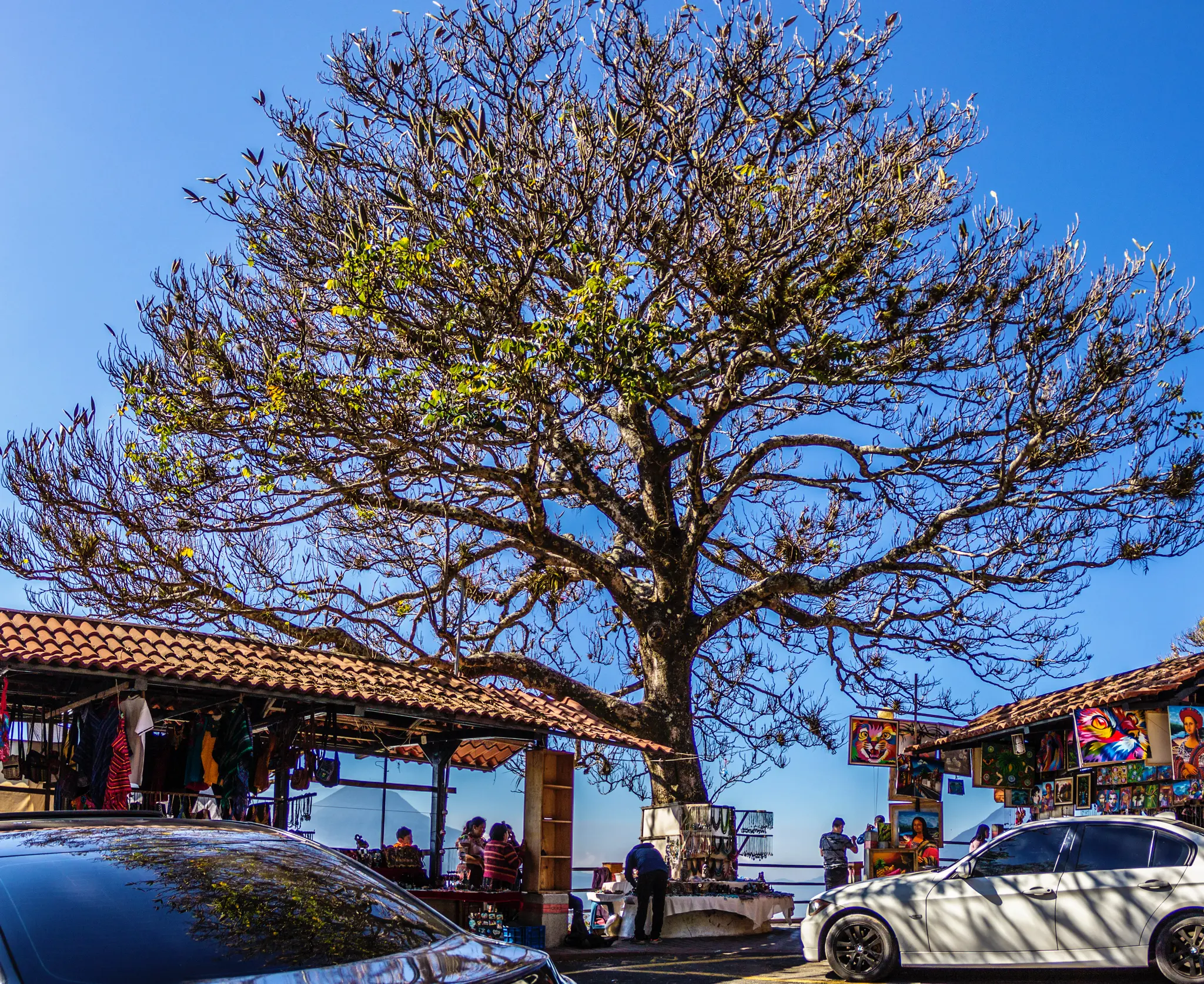 arbol mirador panajachel solola pana la herencia cortometraje